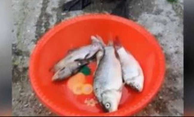 Όταν πεινάς σαν λύκος και σου φέρνουν επιτέλους φαγητό (βίντεο)